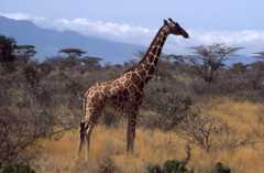 Giraffa camelopardalis reticulata