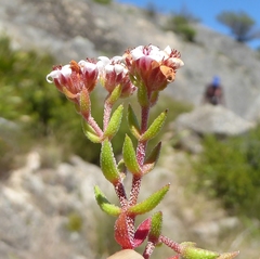 Crassula pruinosa