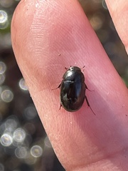 Hydrobius