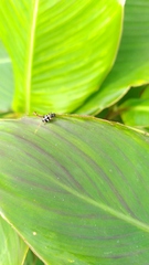 Eriopis connexa