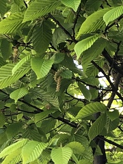 Carpinus betulus