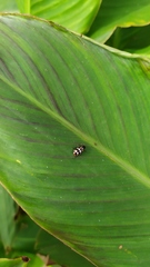 Eriopis connexa