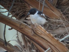 Ficedula semitorquata