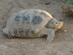 Gopherus flavomarginatus