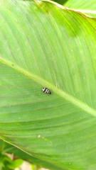 Eriopis connexa
