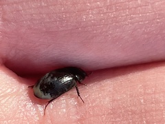 Hydrobius