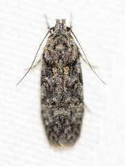 Chionodes thoraceochrella
