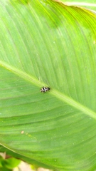 Eriopis connexa