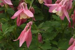 Aquilegia flabellata