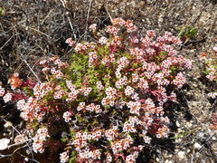 Crassula pruinosa