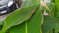 Harmonia axyridis