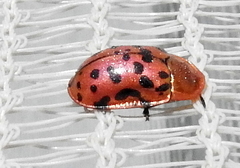 Conchyloctenia punctata