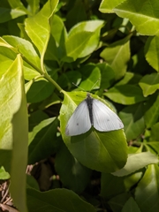 Pieris rapae