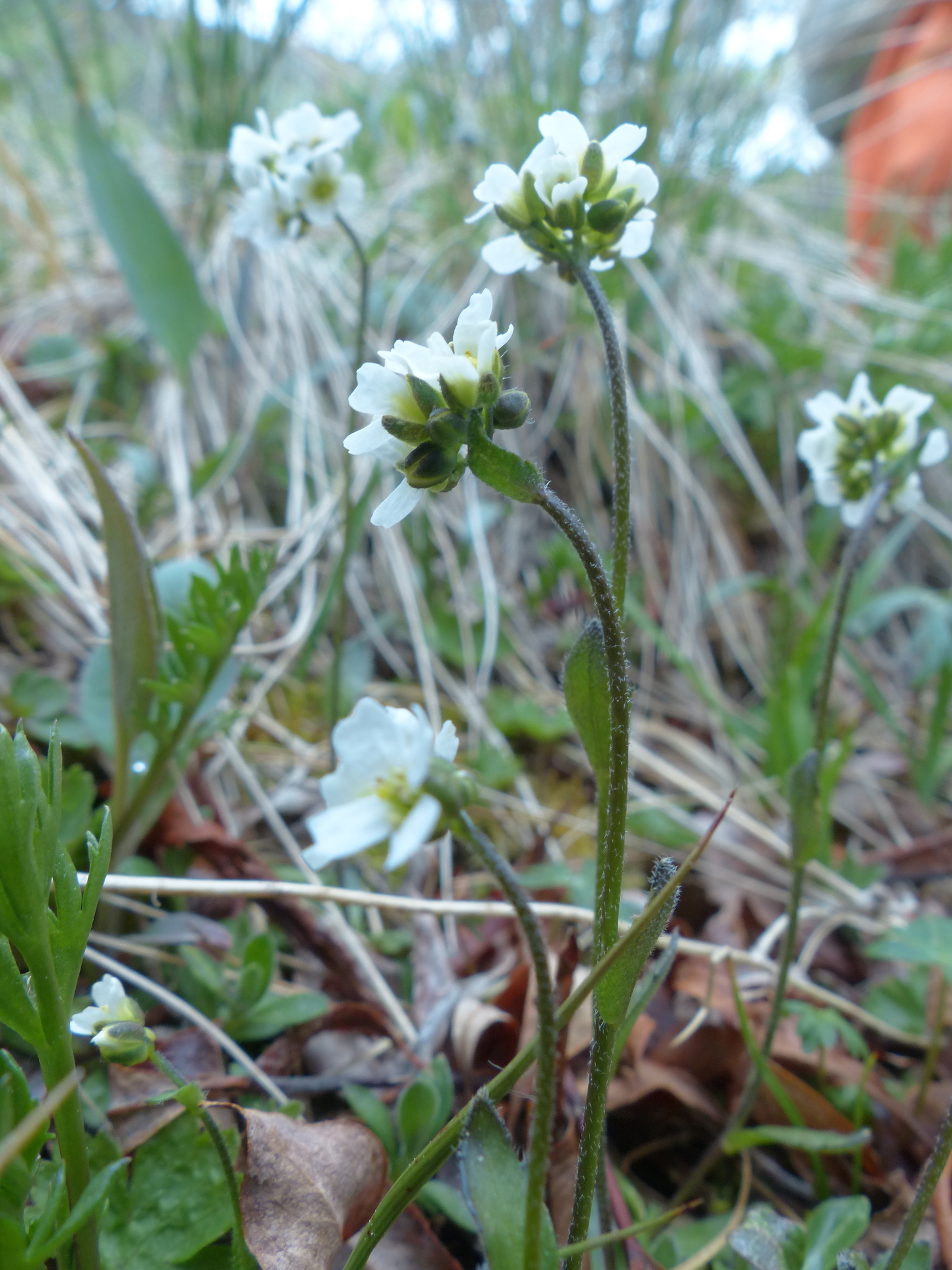 Draba juvenilis