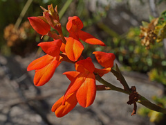 Disa cardinalis