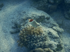 Chaetodon paucifasciatus