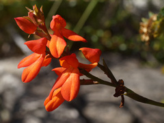 Disa cardinalis