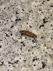 Conoderus fuscofasciatus