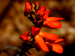 Disa cardinalis