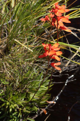 Disa cardinalis