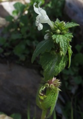 Lamium bifidum