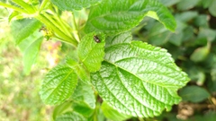 Horciasinus argentinus