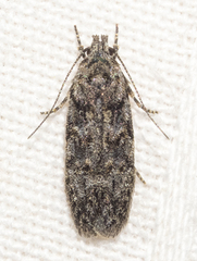 Chionodes thoraceochrella