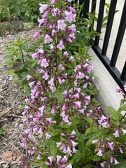 Penstemon tenuis