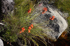 Disa cardinalis