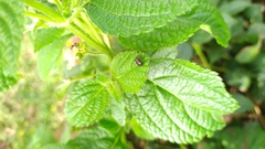 Horciasinus argentinus