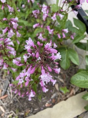Penstemon tenuis