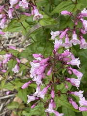Penstemon tenuis