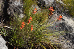 Disa cardinalis
