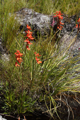 Disa cardinalis