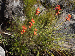 Disa cardinalis