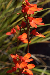 Disa cardinalis
