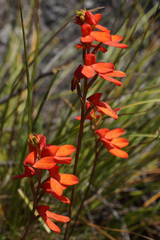 Disa cardinalis