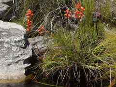 Disa cardinalis
