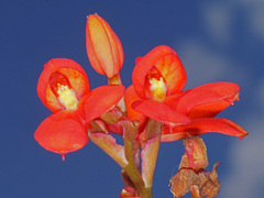 Disa cardinalis