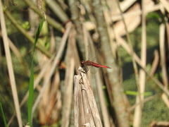 Tramea insularis
