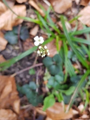 Cardamine trifolia