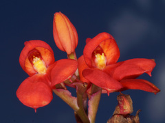 Disa cardinalis