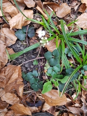 Cardamine trifolia