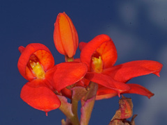 Disa cardinalis