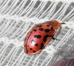 Conchyloctenia punctata