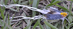 Cerogenes auricoma