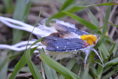 Cerogenes auricoma