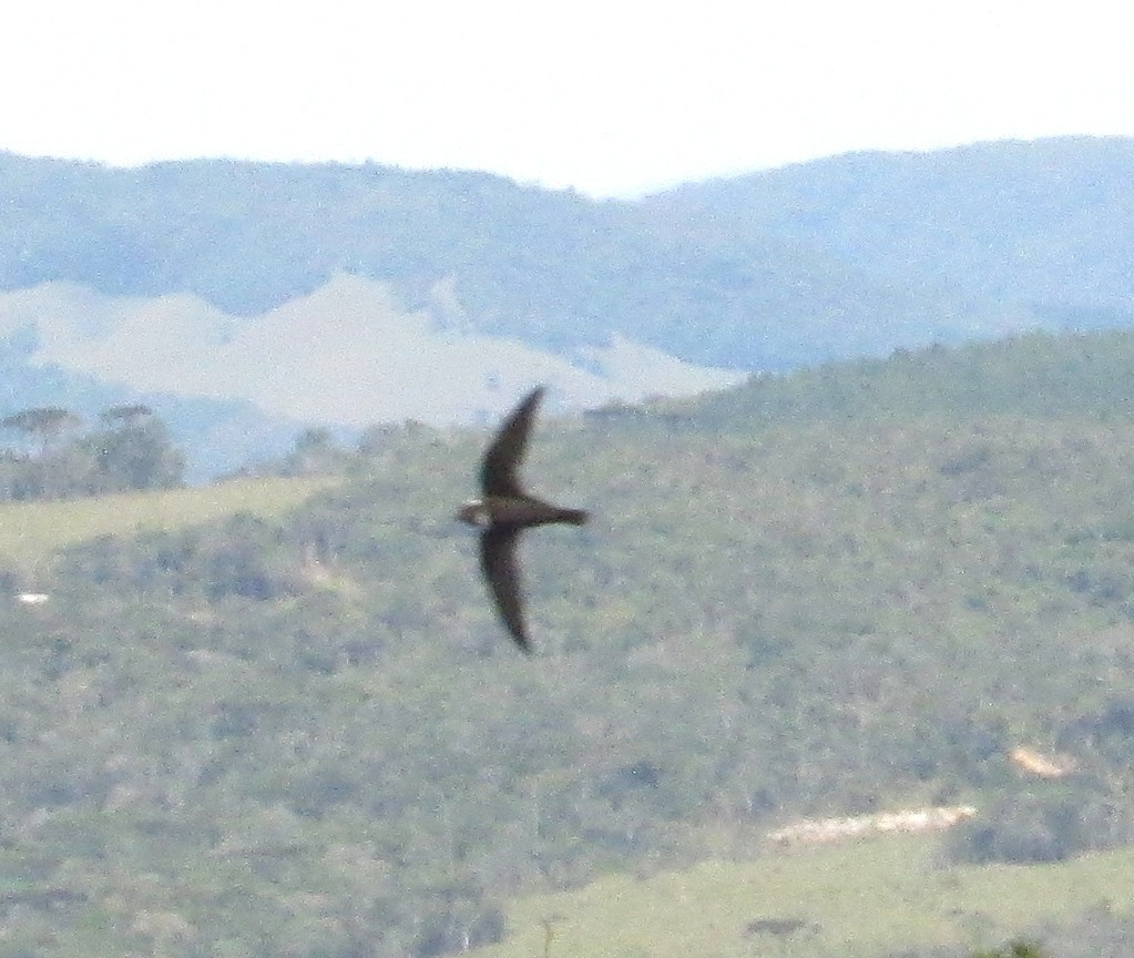 Biscutate Swift (Streptoprocne biscutata), photo 7