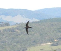 Streptoprocne biscutata