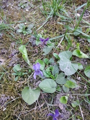 Viola riviniana